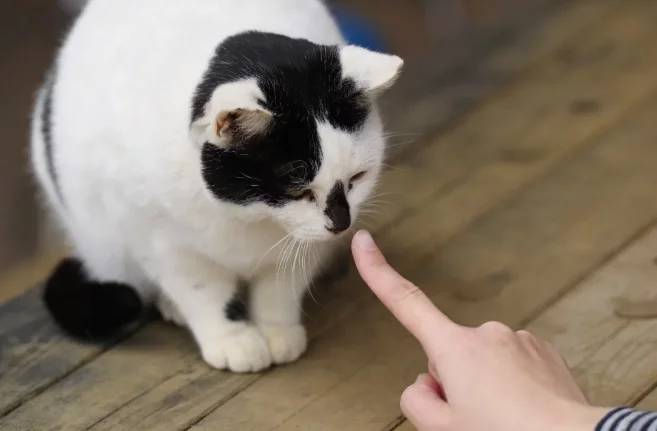 猫咪避之不及的寄生虫,有望被科学家改造成医学武器